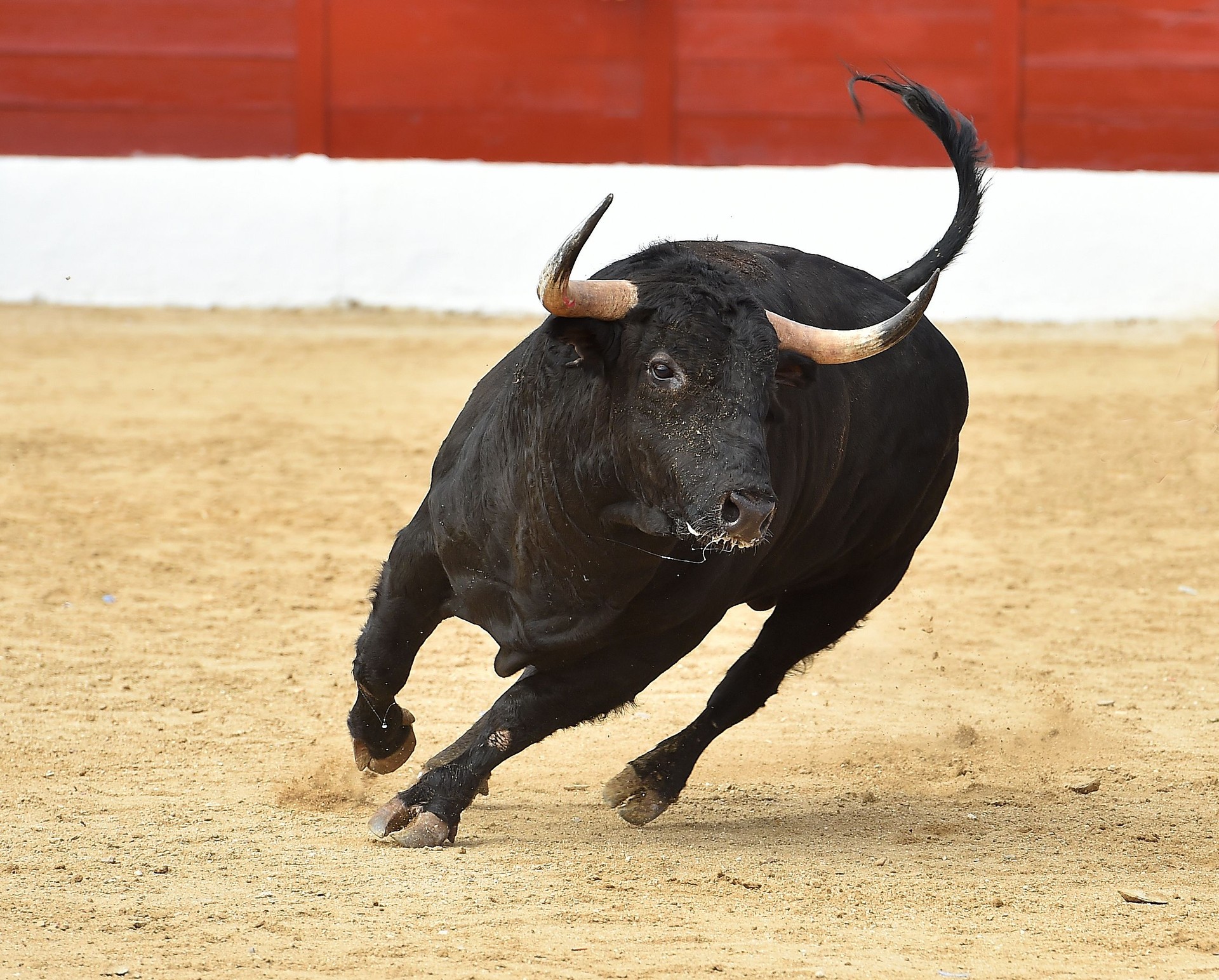 Fighting bull in spain